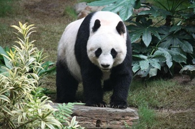 A panda's daily diet consists almost entirely of which plant?