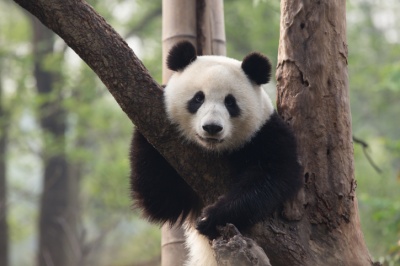 Scientists believe that the wild panda population may be about...